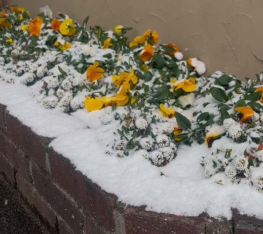 安城でも雪
