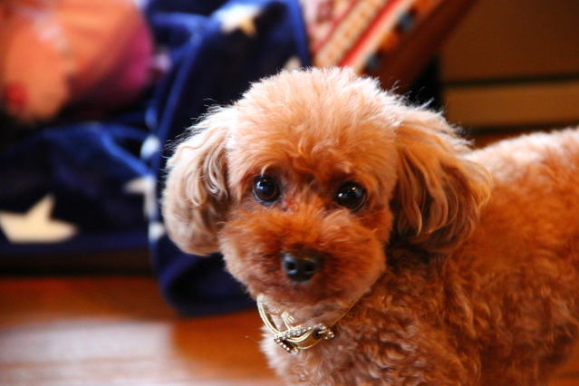 リフォームを終えて